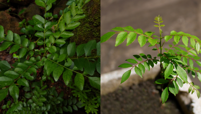 tip tanam pokok kari