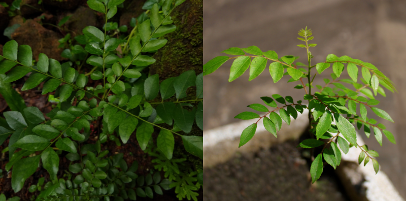 tip tanam pokok kari