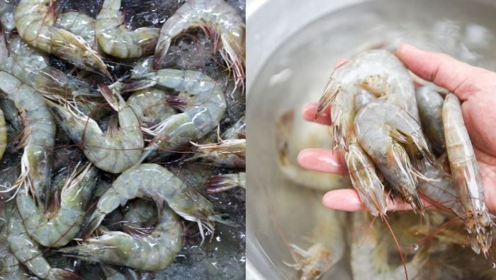 cara memilih udang segar