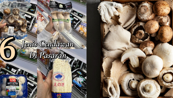 jenis cendawan