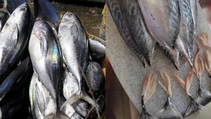 cara buang bisa ikan tongkol