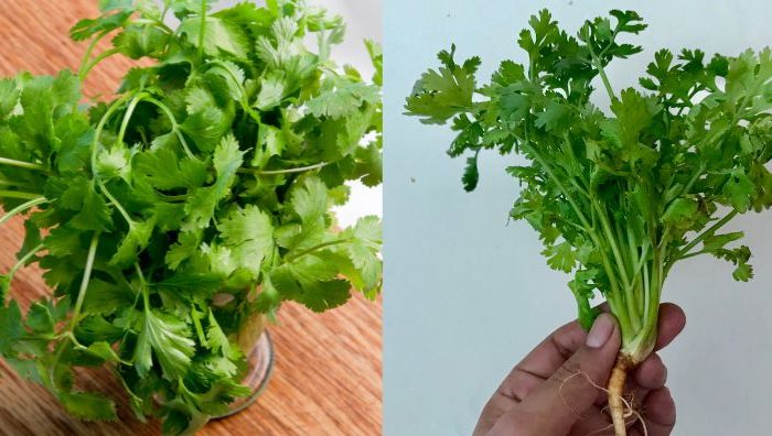 cara simpan daun ketumbar
