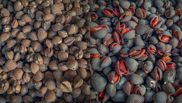 jenis kerang
