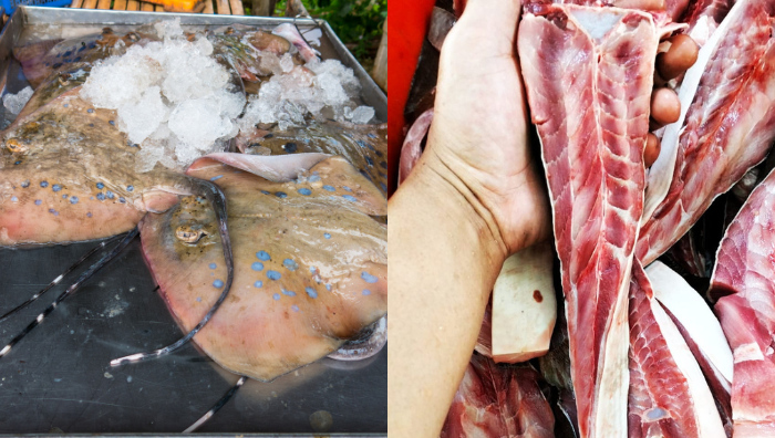 petua pilih ikan pari