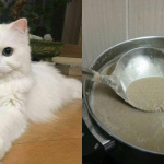 Resipi Makanan Basah Kucing Guna 4 Bahan, Kos Tak Sampai RM15