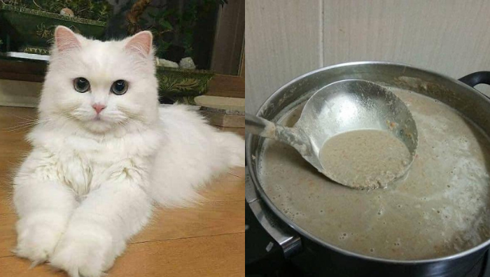 resipi makanan basah kucing