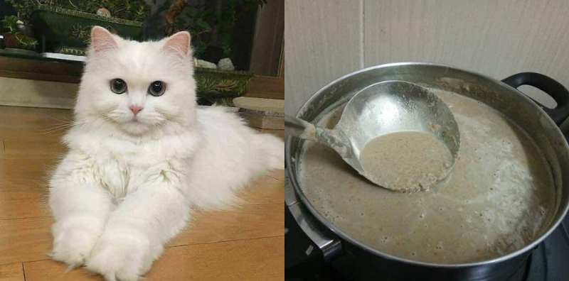 resipi makanan basah kucing