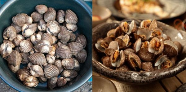 Kerang Segar & Tak Berbau, Ini 3 Tips Agar Elak Terbeli Yang Busuk!