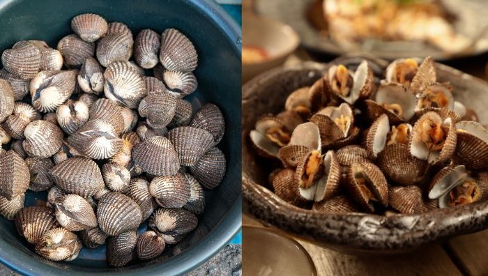kerang segar