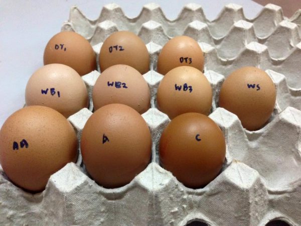 jenis telur ayam