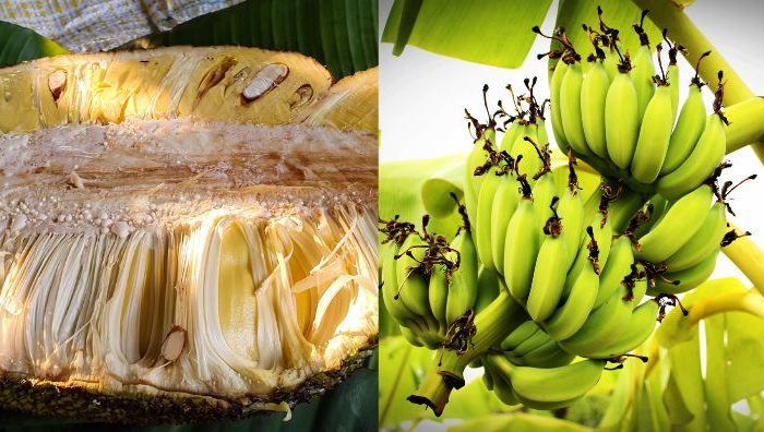 cara hilangkan getah nangka