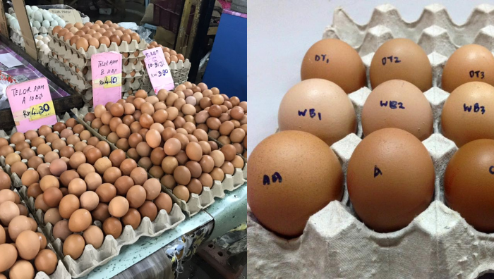 jenis telur ayam