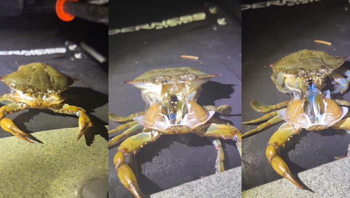 cara ketam salin kulit