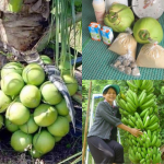 Tip Pokok Berbuah Lebat Dan Cepat, Petani Thailand Kongsi Rahsia