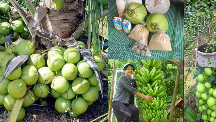 tip pokok berbuah lebat