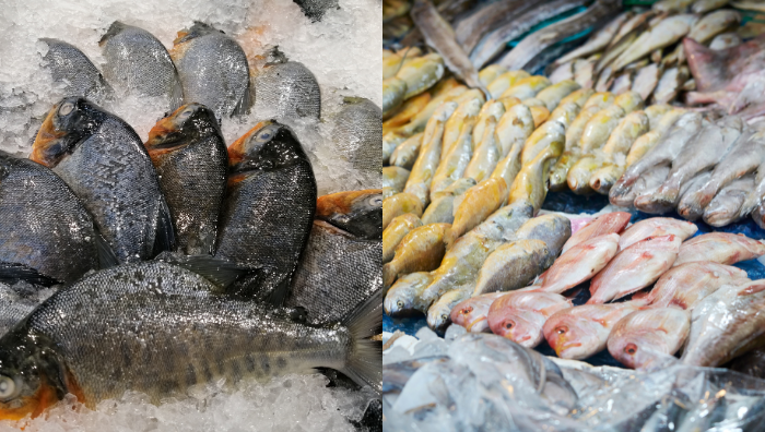 7 jenis ikan