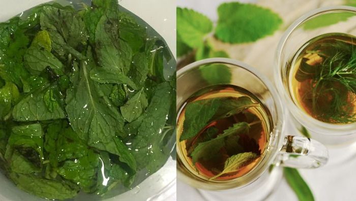 cara simpan daun pudina