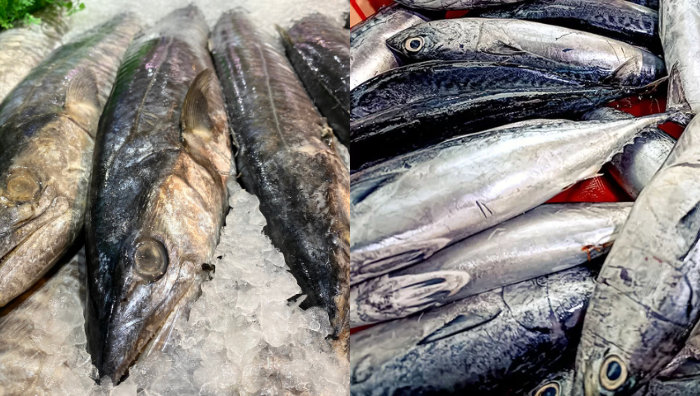 beza ikan tongkol
