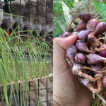 Teknik Tanam Bawang Merah Sendiri Dengan Mudah, Jom Kita Belajar!