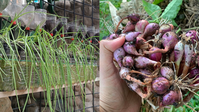 teknik tanam bawang