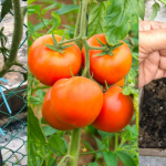 Tip Pokok Tomato CEPAT Berbuah, Boleh Cuba Teknik Keratan Ini