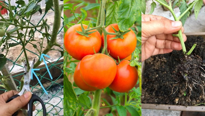 tip pokok tomato