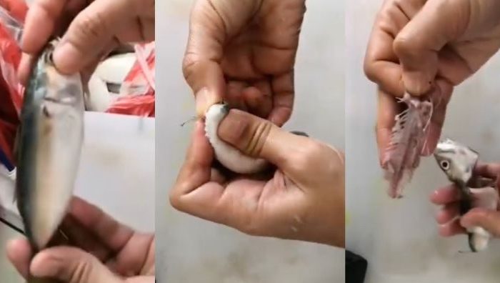 tulang ikan
