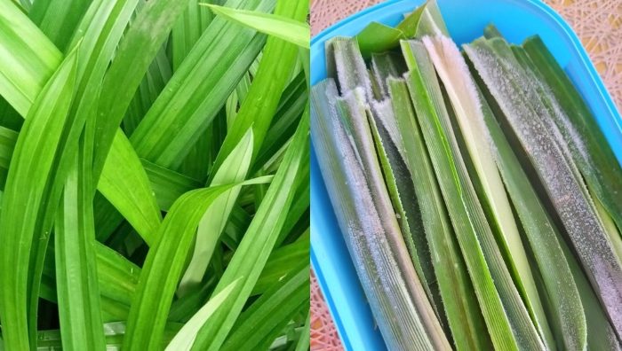 cara simpan daun pandan