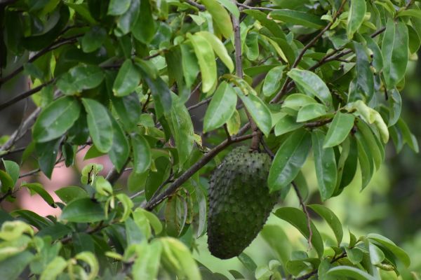 khasiat daun durian belanda