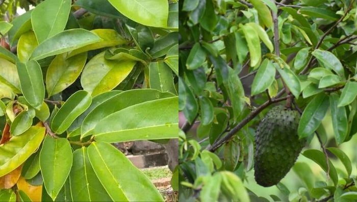 khasiat daun durian belanda