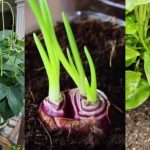 9 Sayur Mudah Ditanam Di Rumah, Tak Perlu Tanah Yang Banyak