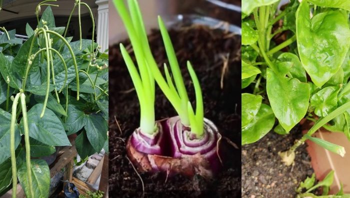 sayur mudah ditanam
