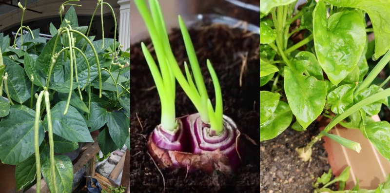 9 Sayur Mudah Ditanam Di Rumah, Tak Perlu Tanah Yang Banyak