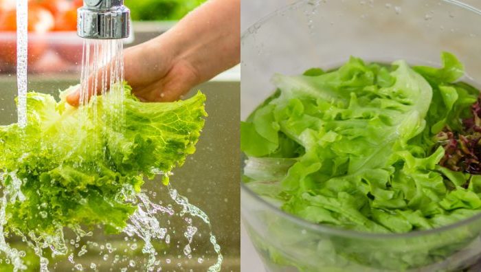 daun salad