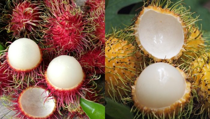 jenis rambutan
