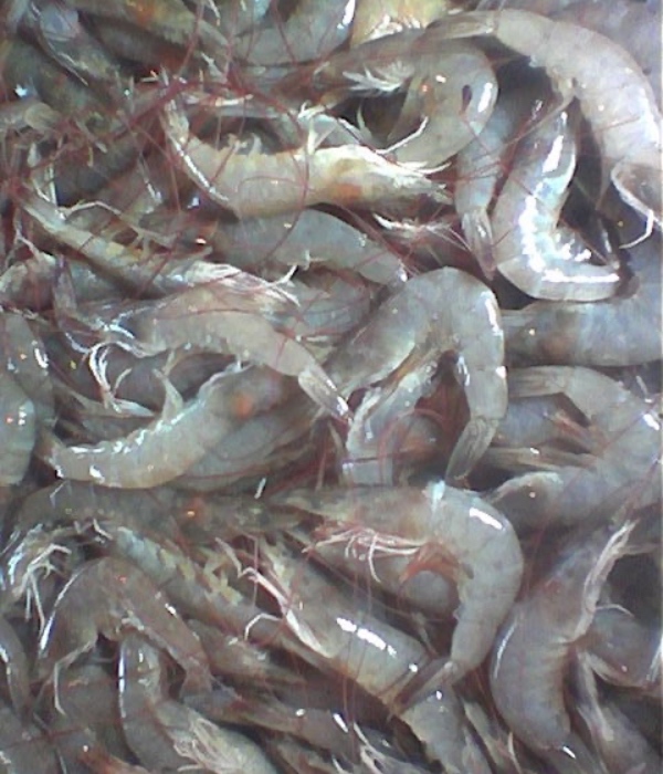 jenis udang