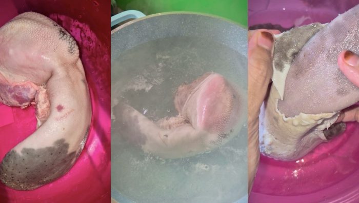 cara bersihkan lidah lembu