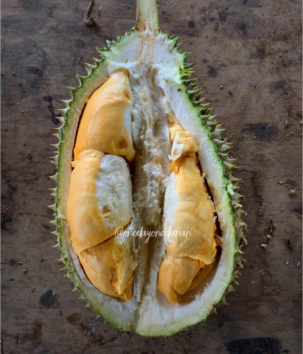 jenis durian di malaysia