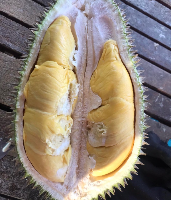 jenis durian di malaysia