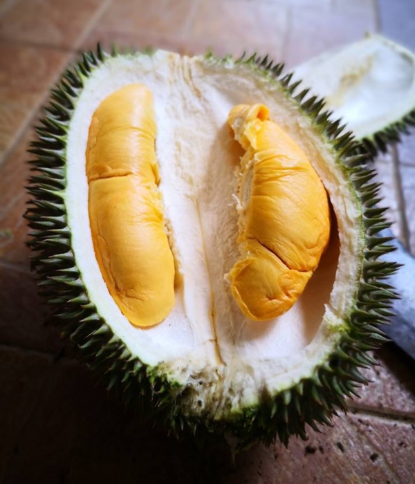 jenis durian di malaysia