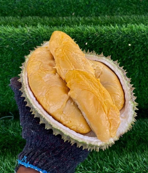 jenis durian di malaysia