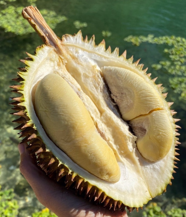 jenis durian di malaysia