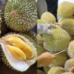 10 Jenis Durian Di Malaysia Yang Popular, No. 5 Tu Ramai Yang Suka!