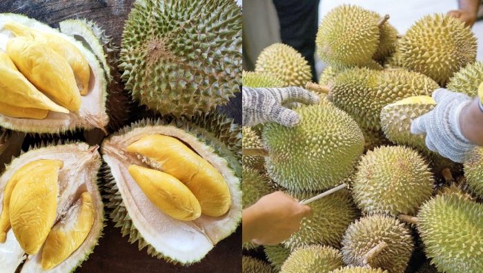 jenis durian di malaysia