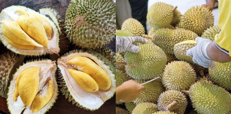 jenis durian di malaysia