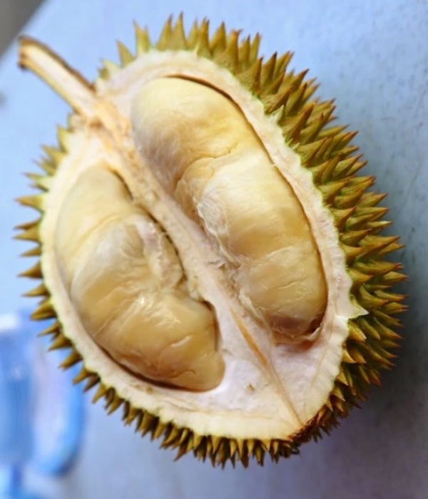 jenis durian di malaysia