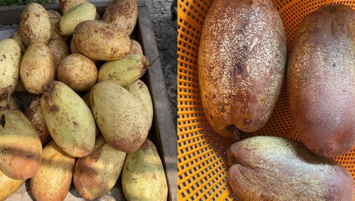 buah binjai
