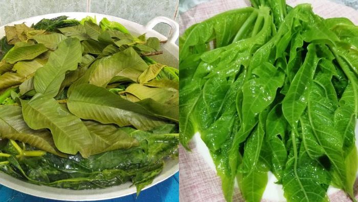 daun betik
