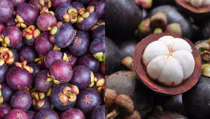 buah manggis