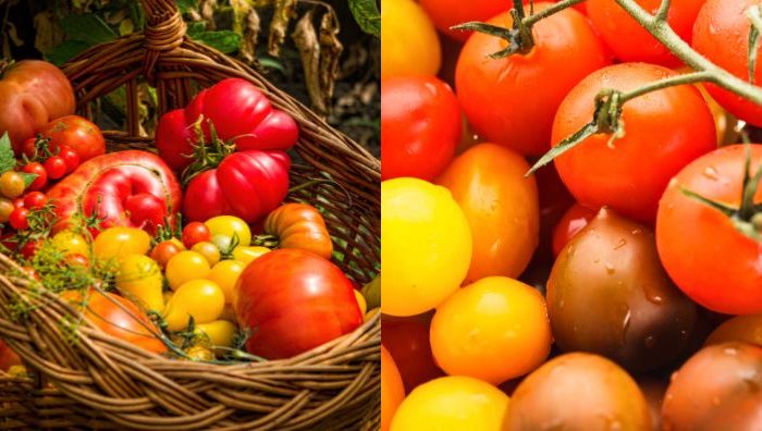 buah tomato